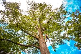 Trusted Hoffman Estates, IL Tree Care Experts