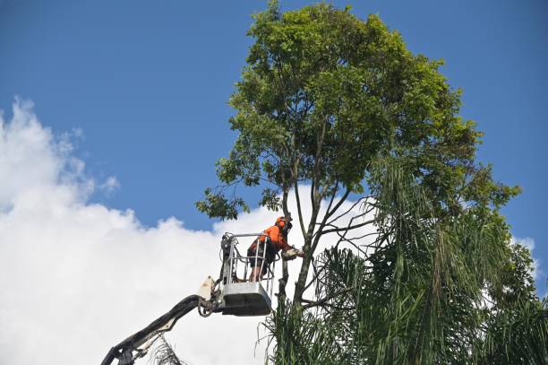 Best Tree Risk Assessment  in Hoffman Estates, IL